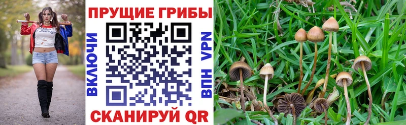 Галлюциногенные грибы Psilocybe Красновишерск